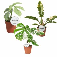 Piante da interno speciali