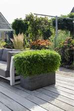 Fargesia ‘Moontears’® Boobux