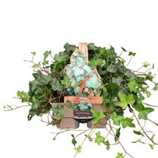 Bodembedekkers 6-pack