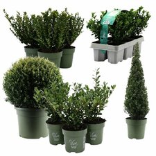 Agrifoglio giapponese